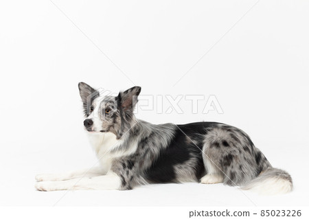 A Border Collie dog is lying obediently on a white background. Side view. The dog is colored in shades of white and black and has long and delicate hair. An excellent herding dog. 85023226
