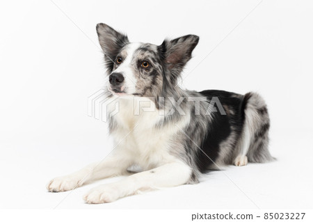 A Border Collie dog is lying obediently on a white background. Side view. The dog is colored in shades of white and black and has long and delicate hair. An excellent herding dog. A Border Collie dog is lying obediently on a white background. Side view. The dog is colored in shades of white and black and has long and delicate hair. An excellent herding dog. 85023227