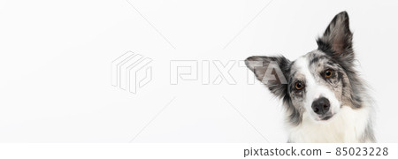 A close up of a dog's tilted muzzle as a sign of misunderstanding, a Border Collie breed with eared ears against a white background. The dog is colored in shades of white and black and has long and A close up of a dog's tilted muzzle as a sign of misunderstanding, a Border Collie breed with eared ears against a white background. The dog is colored in shades of white and black and has long and 85023228