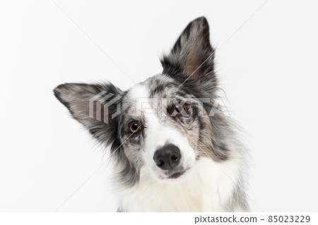 A close up of a dog's tilted muzzle as a sign of misunderstanding, a Border Collie breed with eared ears against a white background. The dog is colored in shades of white and black and has long and 85023229