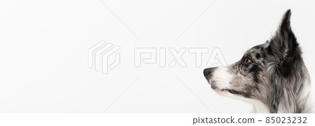 A close-up of a Border Collie dog's muzzle with erect ears against a white background. The dog is colored in shades of white and black and has long and delicate hair. An excellent herding dog 85023232