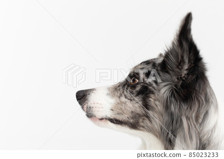A close-up of a Border Collie dog's muzzle with erect ears against a white background. The dog is colored in shades of white and black and has long and delicate hair. An excellent herding dog. 85023233