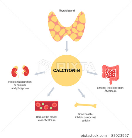 calcitonin thyroid hormone 85023967
