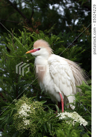 Cattle Egret - Bubulcus ibis - in breeding coloration and plumage. 85024229