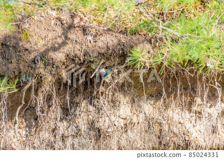 棲息在櫻花樹上的翠鳥[長野縣] 85024331