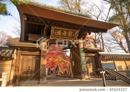 Kuhonbutsu Joshinji Temple main gate with stunning autumn leaves Kuhonbutsu Joshinji Temple main gate with stunning autumn leaves 85024337