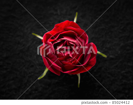 Delicate flower on black background. For design. Nature. 85024412