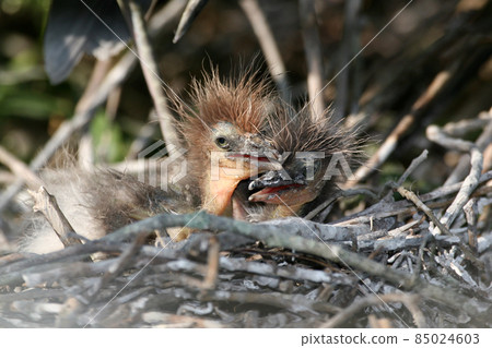 Newborn Snowy Egret - Egretta thula - chicks on nest. 85024603
