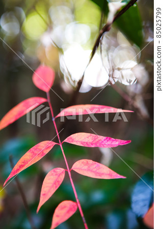 Autumn leaves of satoyama vegetation Autumn leaves of satoyama vegetation 85025799