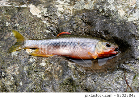 I caught a kawamutu 85025842