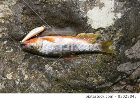 I caught a kawamutu 85025843