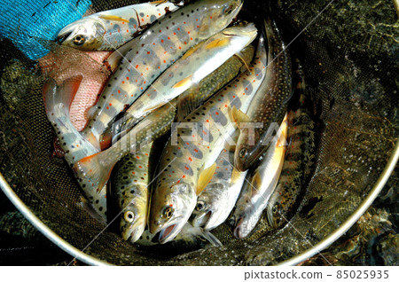 I caught beautiful Amago, Brown, and Iwana with five eyes. 85025935