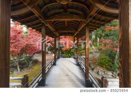Kyoto Late Autumn Wataruen Garden Kaitoro Kyoto Late Autumn Wataruen Garden Kaitoro 85025954
