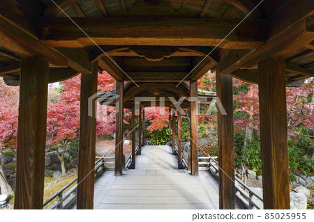 Kyoto Late Autumn Wataruen Garden Kaitoro 85025955