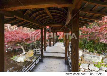Kyoto Late Autumn Wataruen Garden Kaitoro 85025956