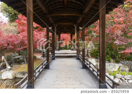 Kyoto Late Autumn Wataruen Garden Kaitoro 85025959