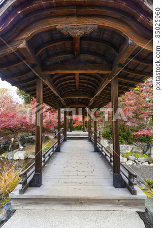 京都深秋渡園·海托羅 京都深秋渡園·海托羅 85025960