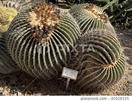 Echinocactus palmeri grows in a botanical garden 85026335
