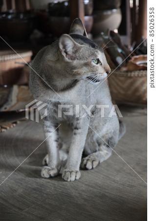 Cat  85026358