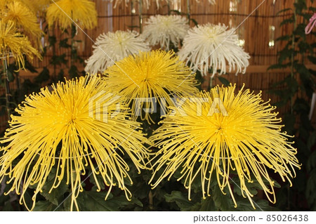 Yellow chrysanthemum 85026438