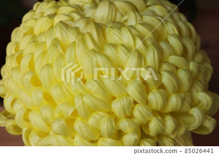 Yellow chrysanthemum Yellow chrysanthemum 85026441