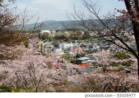 View of the cityscape between the cherry blossoms in full bloom Hitachiota City Nishiyama Park View of the cityscape between the cherry blossoms in full bloom Hitachiota City Nishiyama Park 85026477