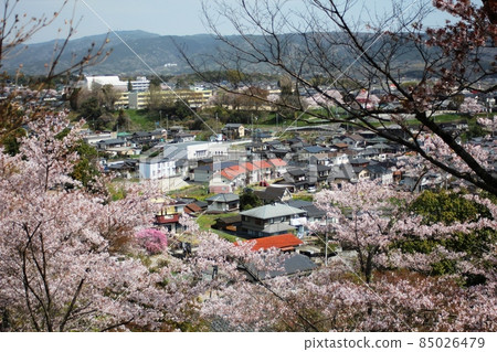 櫻花盛開的日立田市西山公園的街景 85026479