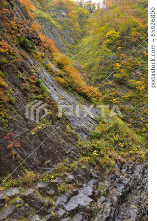 Autumn leaves of Kiyotsukyo Autumn leaves of Kiyotsukyo 85026800