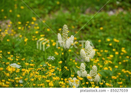 Veratrum stamineum in full bloom, surrounded by Meadow buttercups in full bloom @ Mt. Norikura, Nagano 85027039