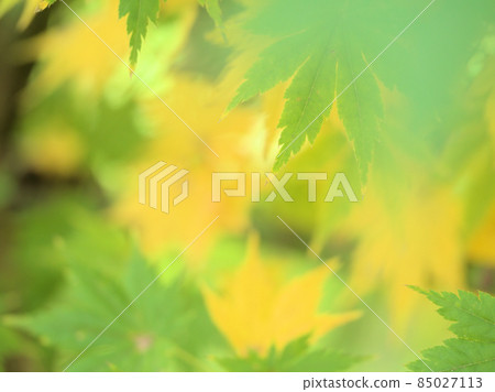 即使是11月也沒有變紅的“掌槭” 85027113