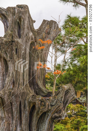 Kyoto Late Autumn Wataruen Garden Haze tree that grows on the dead tree of Juniperus chinensis 85027296