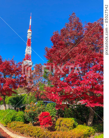 Autumn leaves of Zojoji Temple in Tokyo Shiba and Tokyo Tower 85027542