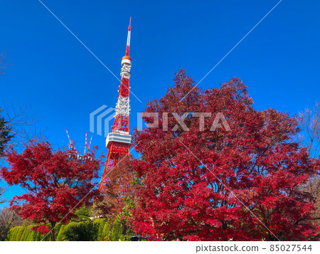 東京芝和東京塔的增上寺秋葉 東京芝和東京塔的增上寺秋葉 85027544