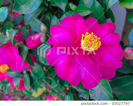 Sasanqua blooming in the garden of a private house in Kawaguchi City, Saitama Prefecture 85027797