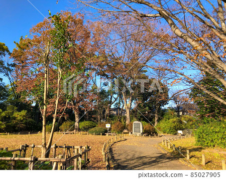 瓦拉比約希公園的紅葉 85027905