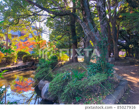Autumn leaves in Warabijoshi Park 85027916