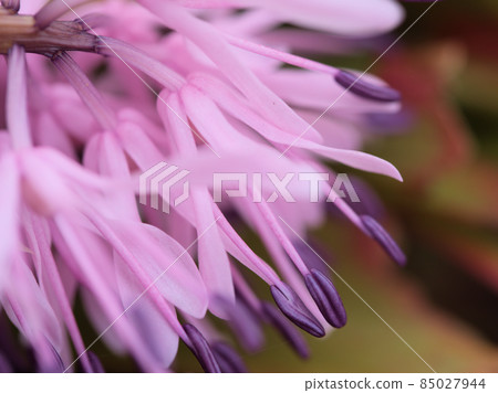 三月“東方日光藻” 85027944