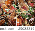 Winter fallen leaves 85028219