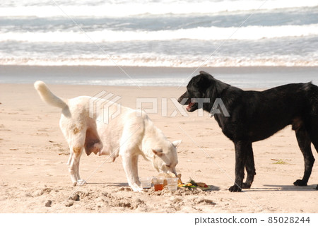 在海灘上似乎是好朋友的黑狗和白狗（庫塔海灘/印度尼西亞巴厘島） 85028244