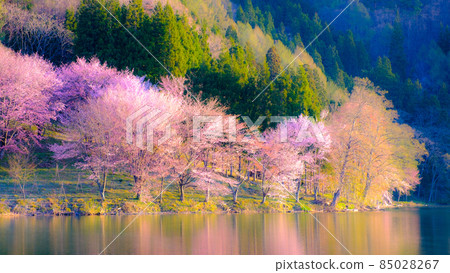 Sakura of Lake Nakatsuna (soft focus) Sakura of Lake Nakatsuna (soft focus) 85028267