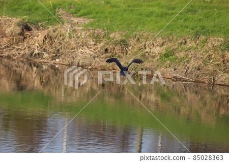 Great cormorant flying at low altitude in the Motoara River flowing through Hasuda City, Saitama Prefecture in winter 85028363