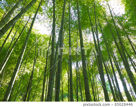 Bamboo grove Bamboo grove 85028446