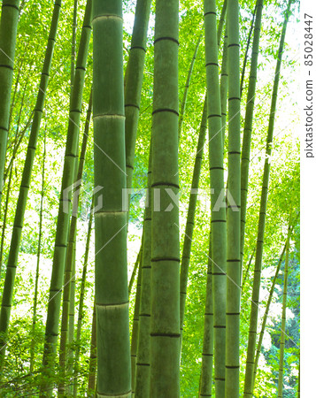 Bamboo grove Bamboo grove 85028447