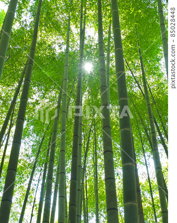  Bamboo grove 85028448