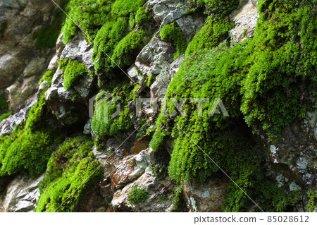 岩石苔蘚 85028612