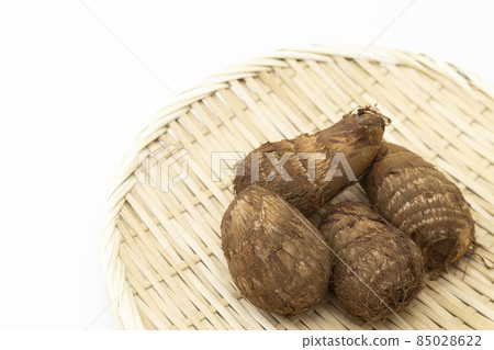 Turtle white back Turtle white back 85028622