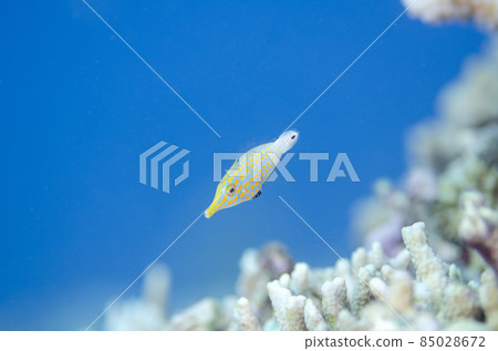 Okinawa, Onna village, young fish of the orange spotted filefish. 8 Okinawa, Onna village, young fish of the orange spotted filefish. 8 85028672