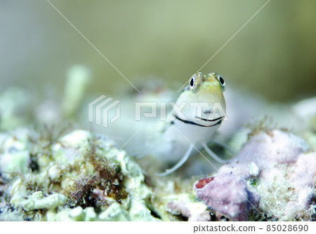 沖繩恩納村正面石垣花郎 沖繩恩納村正面石垣花郎 85028690