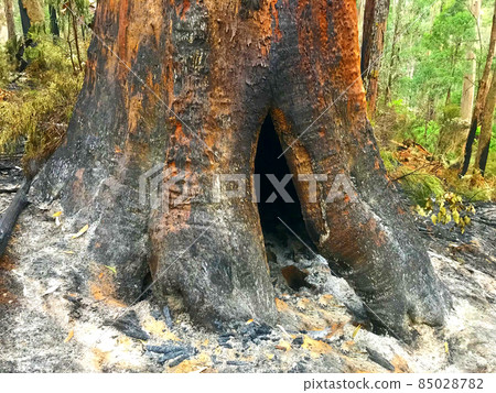 A Large Hollow Tree After A Bushfire 85028782