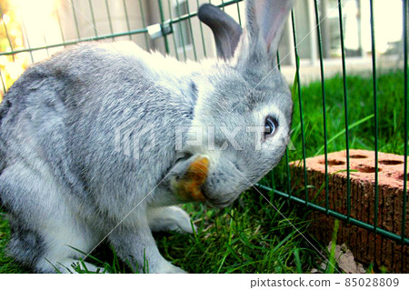A gray rabbit grooming A gray rabbit grooming 85028809